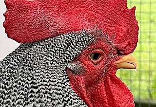 nilsmartin.no – Hane på Bogstad gård i Oslo. 