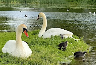 nilsmartin.no – Svaner på Valle Hovin i Oslo